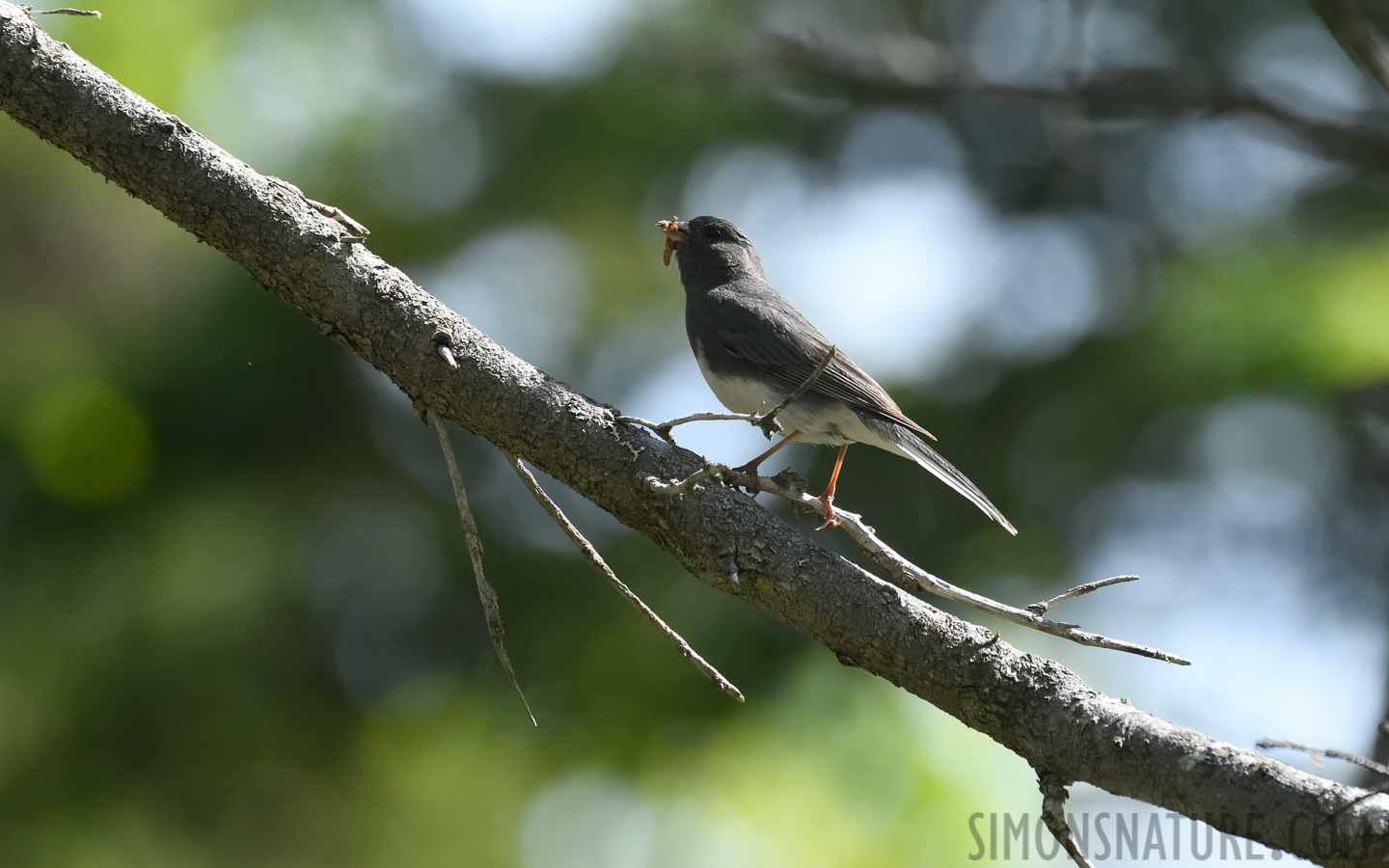 Junco hyemalis hyemalis [400 mm, 1/1600 sec at f / 8.0, ISO 1600]